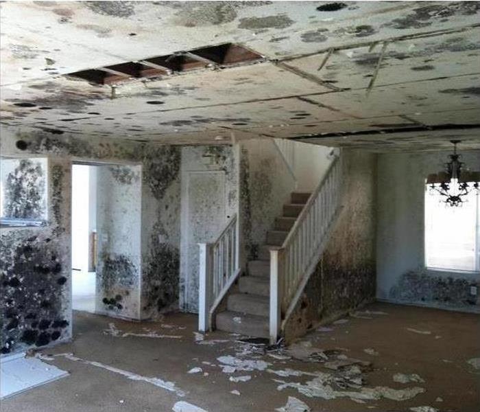 Interior of home with severe mold damage